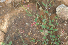 Alysicarpus vaginalis